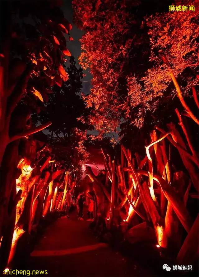 低至S$8！就3天！新加坡動物園“幻光雨林之夜”強勢回歸，亞洲第一夜遊體驗