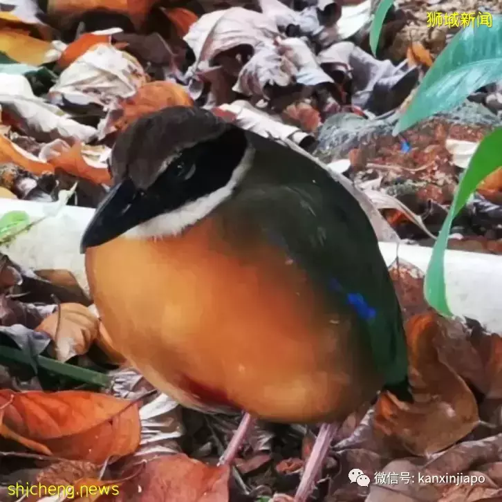神奇动物在哪里?珍稀小鸟现身组屋区掀起观赏潮