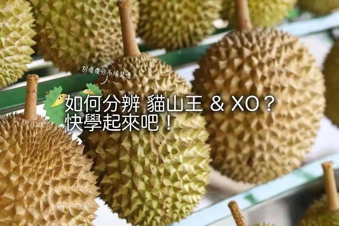 新加坡首家榴梿下午茶@榴梿宝宝!苏丹王PK猫山王想夺回王位可能吗