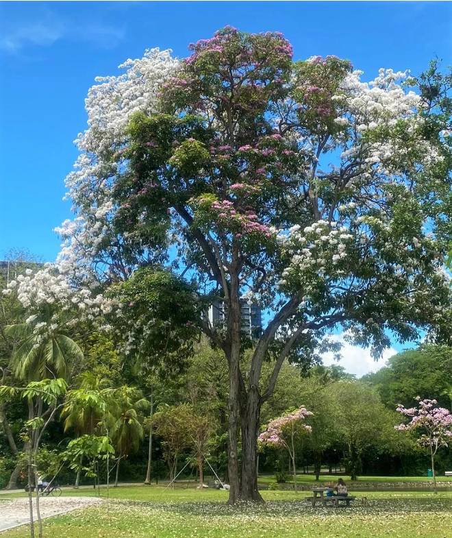 刷屏啦！新加坡秒變花花世界，美到窒息