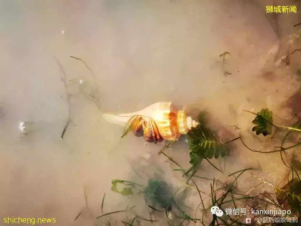 去樟宜海滩赶海吧,那里有最美的日出和从未见过的海洋生物