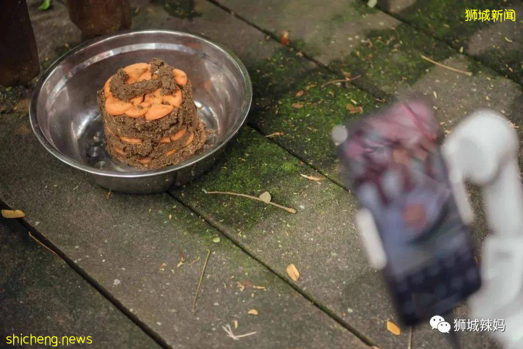 僅2天！新加坡動物園最牛的餵動物之旅，8折！還有幻光雨林和4大園5.5折起，搶啦