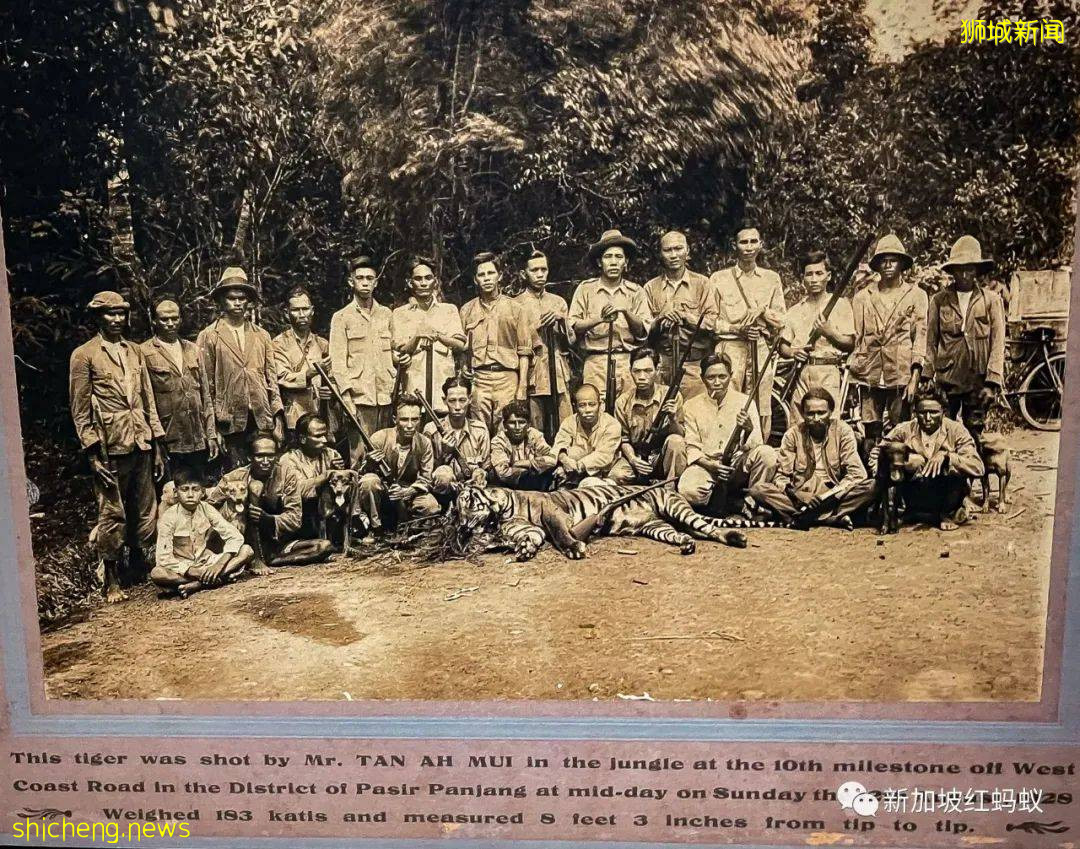 新加坡曾闹近百年虎患,一年300人被咬死 重赏打虎后终将之灭绝