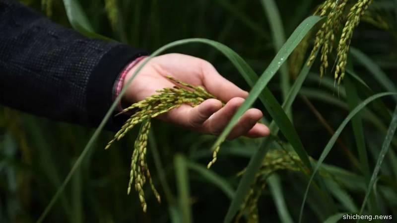 新冠肺炎疫情之下全球粮食危机迫近，新加坡副总理王瑞杰再次强调发展本地农业的必要性