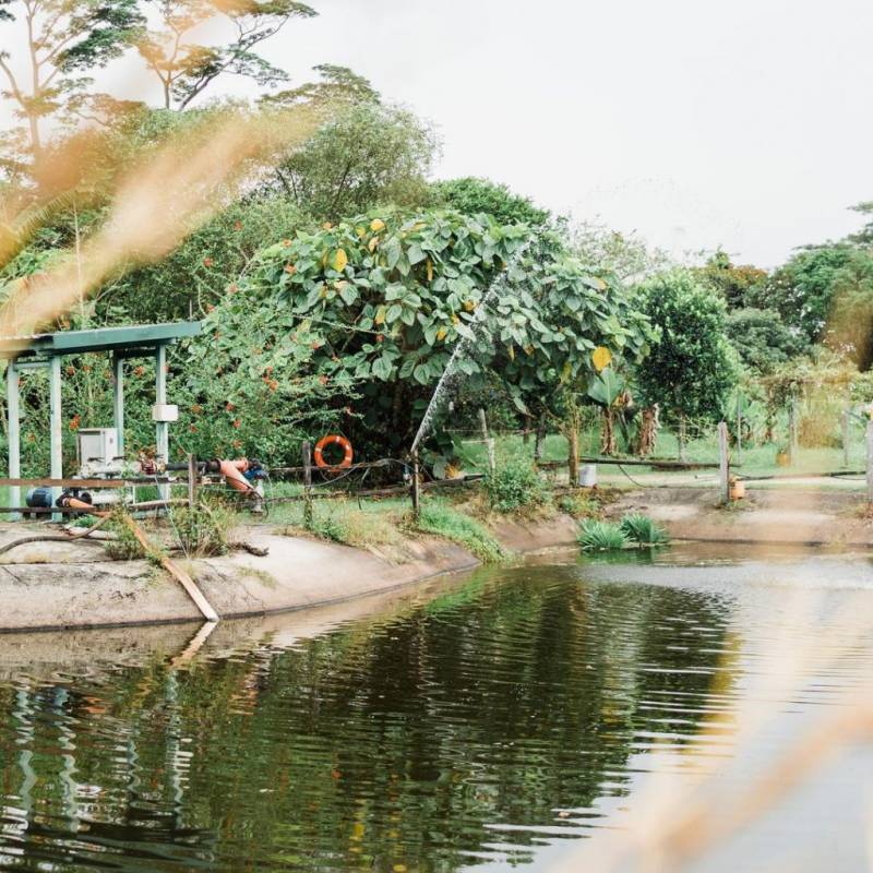 新加坡新大陸！Bollywood Veggies有機農場👩🏻‍🌾 市區外的田園風光 + 治愈寶地