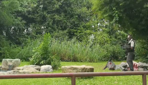 免費送票!帶倆娃嗨翻亞洲最大飛禽園,400多種5000多只鳥,一路驚喜不斷