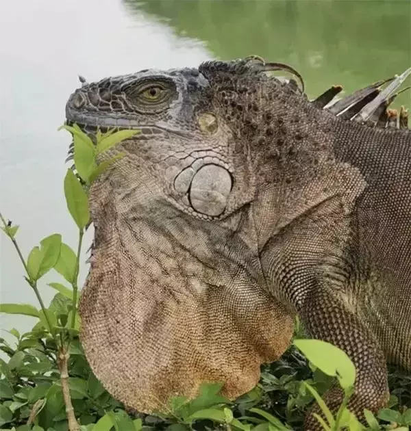 新加坡上演巨蜥PK蟒蛇!平平无奇的小路边,居然藏了一只鳄鱼