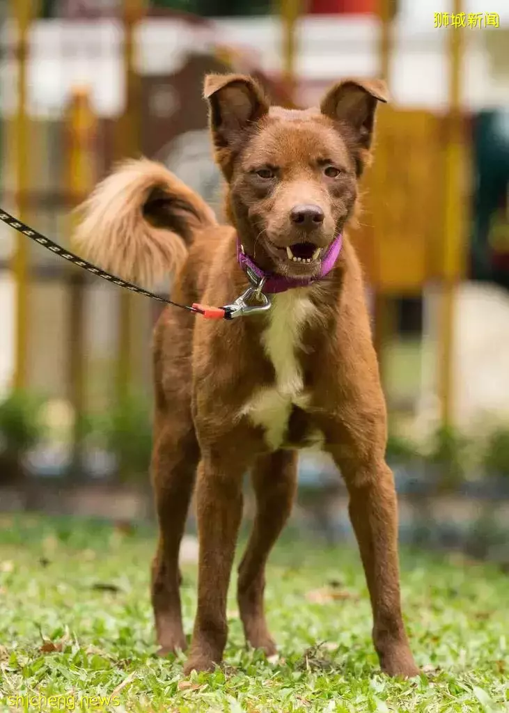 可爱狗狗求领养!HDB可养,公益组织可提供资金帮忙训练