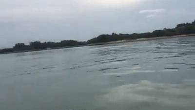 新加坡鳄魚上岸堵路,張開大嘴!海豚犀鳥也都來了