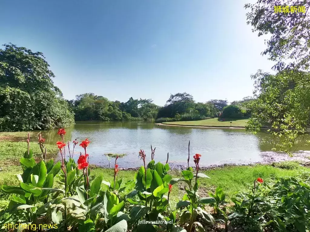 新加坡富人區驚現一匹黑馬奔騰!網友表示:好羨慕花園城市