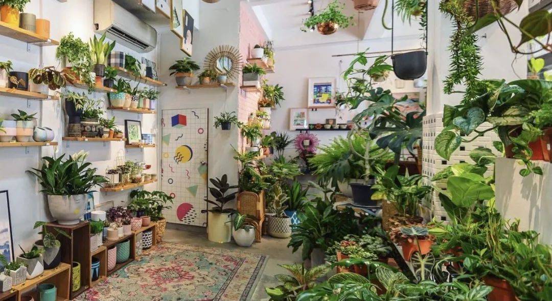 在新加坡哪裏買綠植最合適？走起來