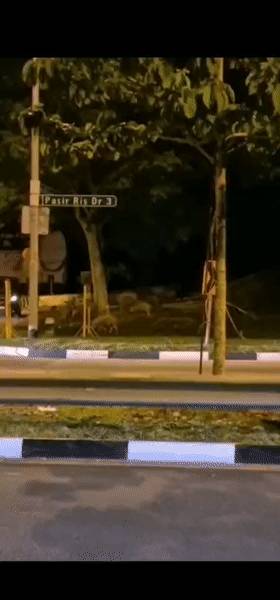 新加坡坟场惊现巨型野猪！网友：收编去动物园吧