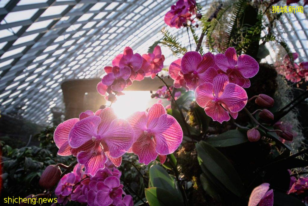 滨海湾花园云雾林“兰花仙境”💐面积扩大三倍✨常设展+不固定更新、展出超过1000朵胡姬花