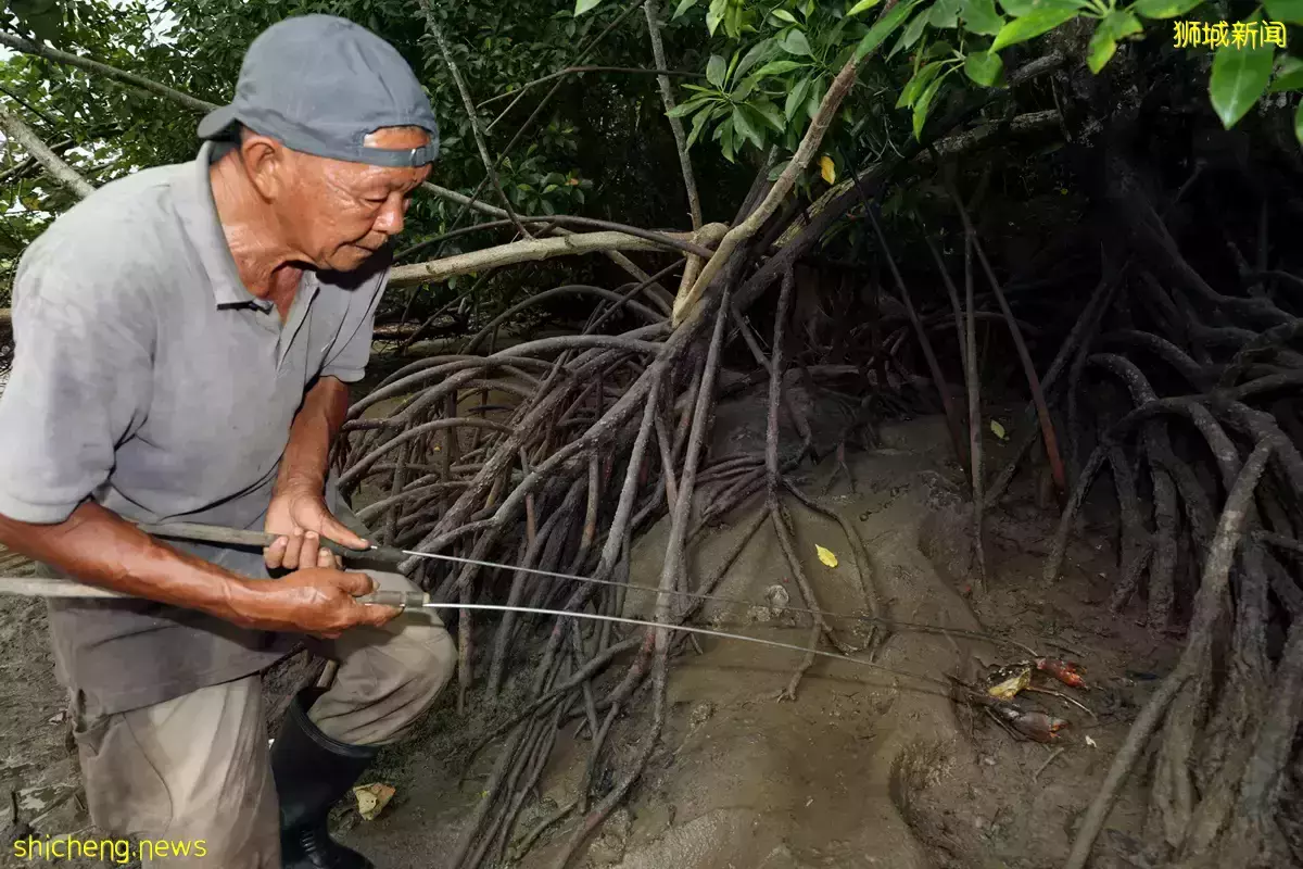 狮城六旬“螃蟹王” 徒手捕蟹逾半世纪