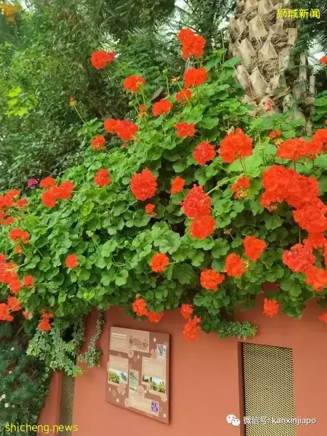 探访新加坡最美花园,只可惜这里的牡丹似乎缺少了点野性