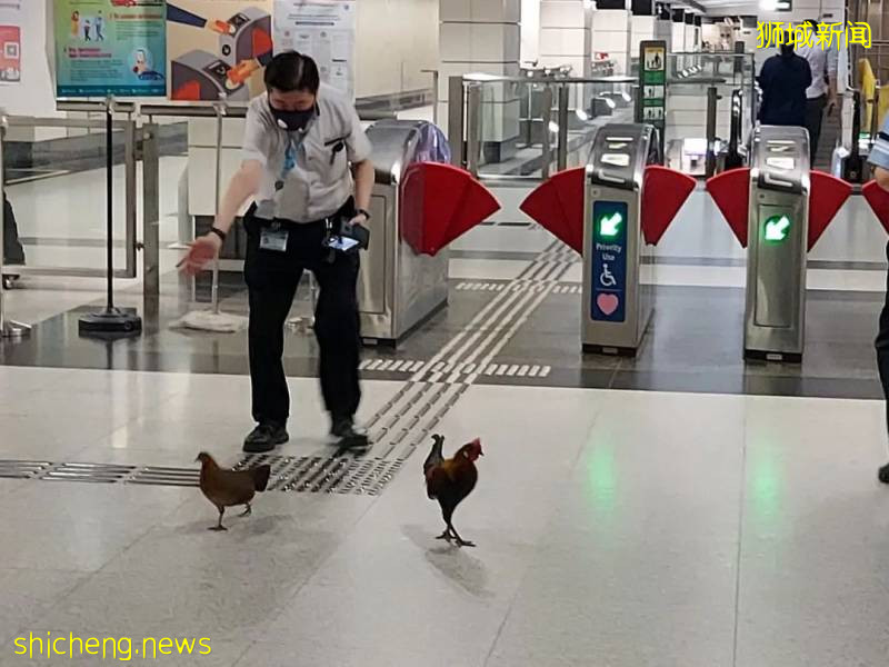 新加坡解封首個周末,22起交通事故!野雞闖入地鐵站!已經忘了怎麽出門!