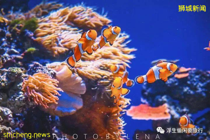 新加坡拍照聖地!