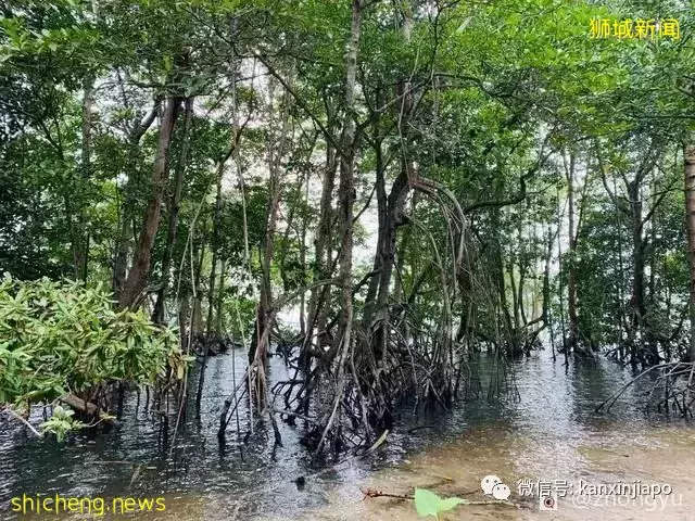 一日游好去处!新加坡的这个小岛你去过吗