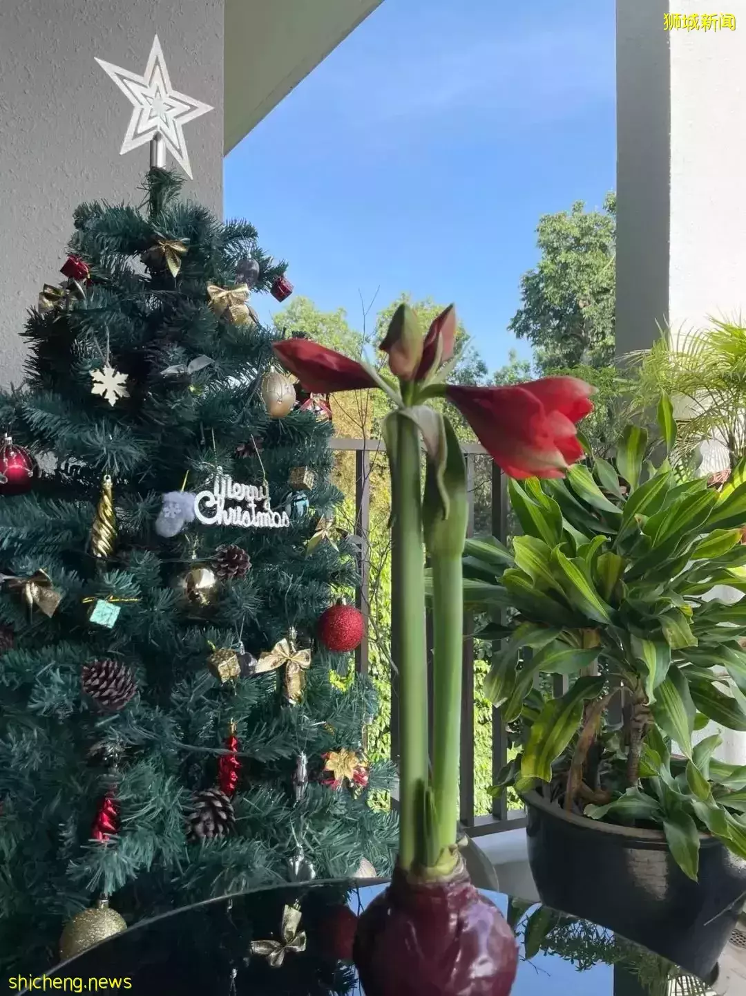 鮮花在熱帶也能養1個月？資深花友新加坡買花、養護大揭秘