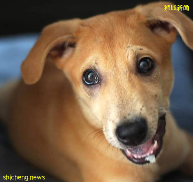 不知道這些,千萬別在新加坡養動物!