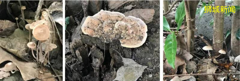 新加坡大雨一直下,媽媽這個是啥蘑菇?能吃嗎?額