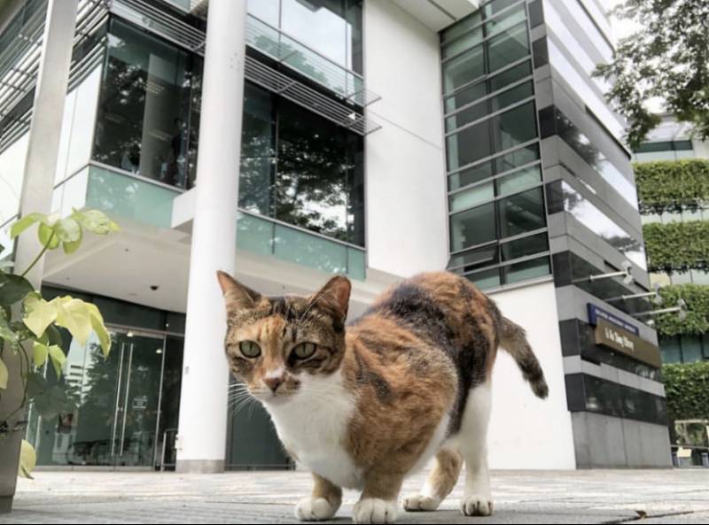 亞洲頂級財經大學 新加坡管理大學SMU碩士課程,普通人有機會申請嗎