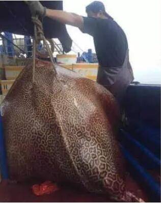 这位新加坡大叔有点皮,钓上80公斤魔鬼鱼坐地当网红