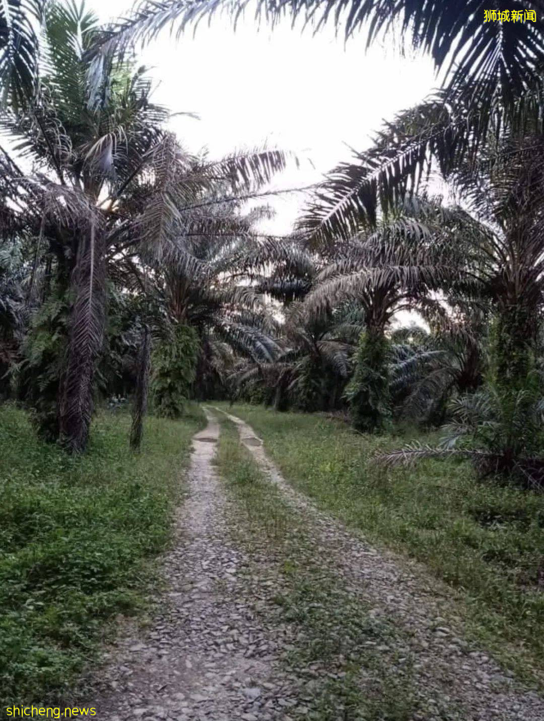 今年最后一波榴梿季!邻国大丰收,下个月猫山王或降至12元/KG