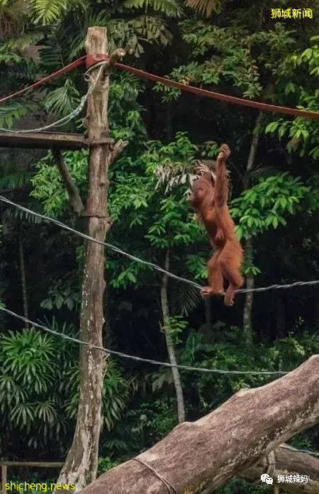 僅2天！新加坡動物園最牛的餵動物之旅，8折！還有幻光雨林和4大園5.5折起，搶啦