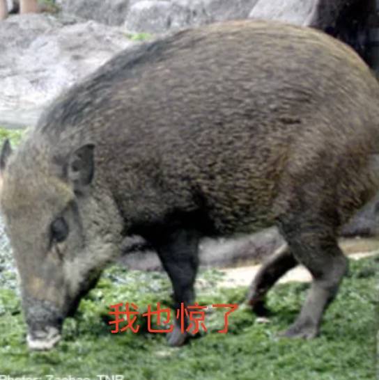 四人在新加坡餵野豬犯法,共被罰1萬新幣!這些罰款規定太多人踩雷