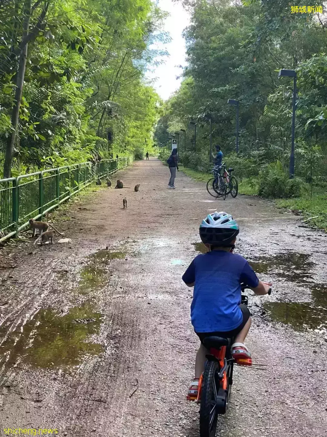 新加坡親子騎行的快樂~剛冒頭的蘑菇、曬太陽的大蜥蜴、嬉鬧打滾的水獺