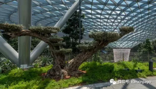 解锁樟宜机场的隐藏玩法,新加坡新晋打卡点