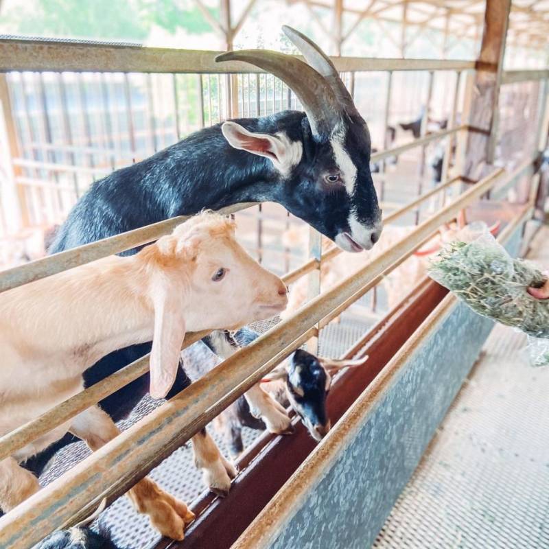 新加坡牧羊場 Hay Dairies Goat Farm🐑 治愈版休閑活動✨ 一站式體驗，免費參觀