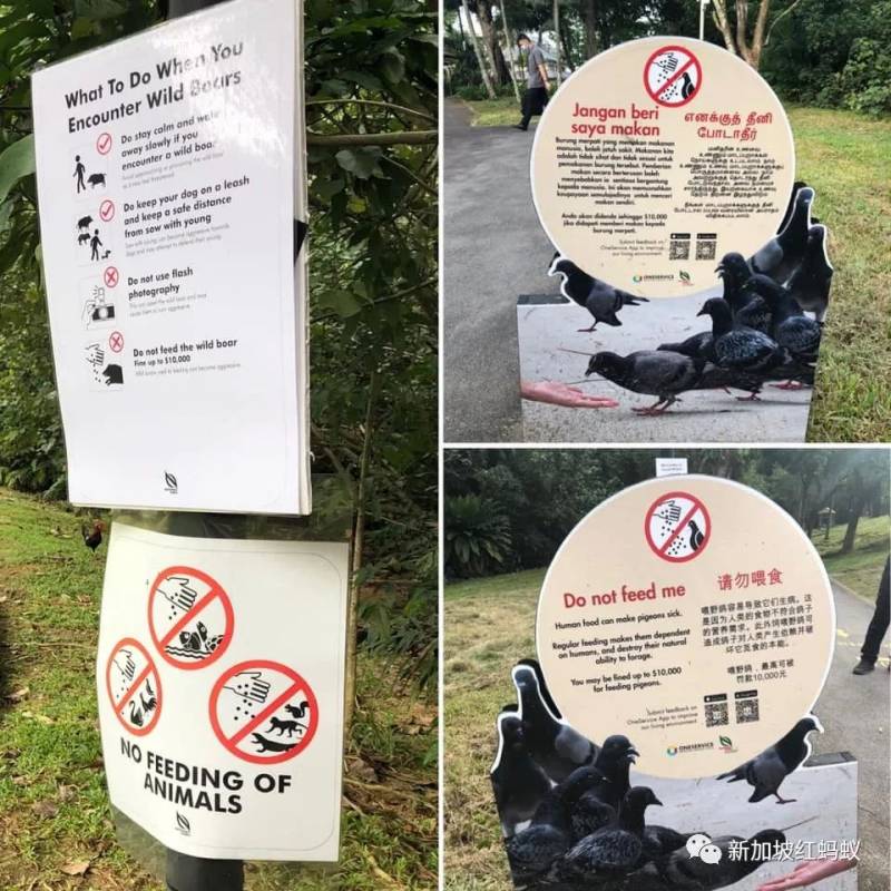 新加坡有多民主? 野鸡、流浪狗和野猪的去留,须由区内居民投票表决