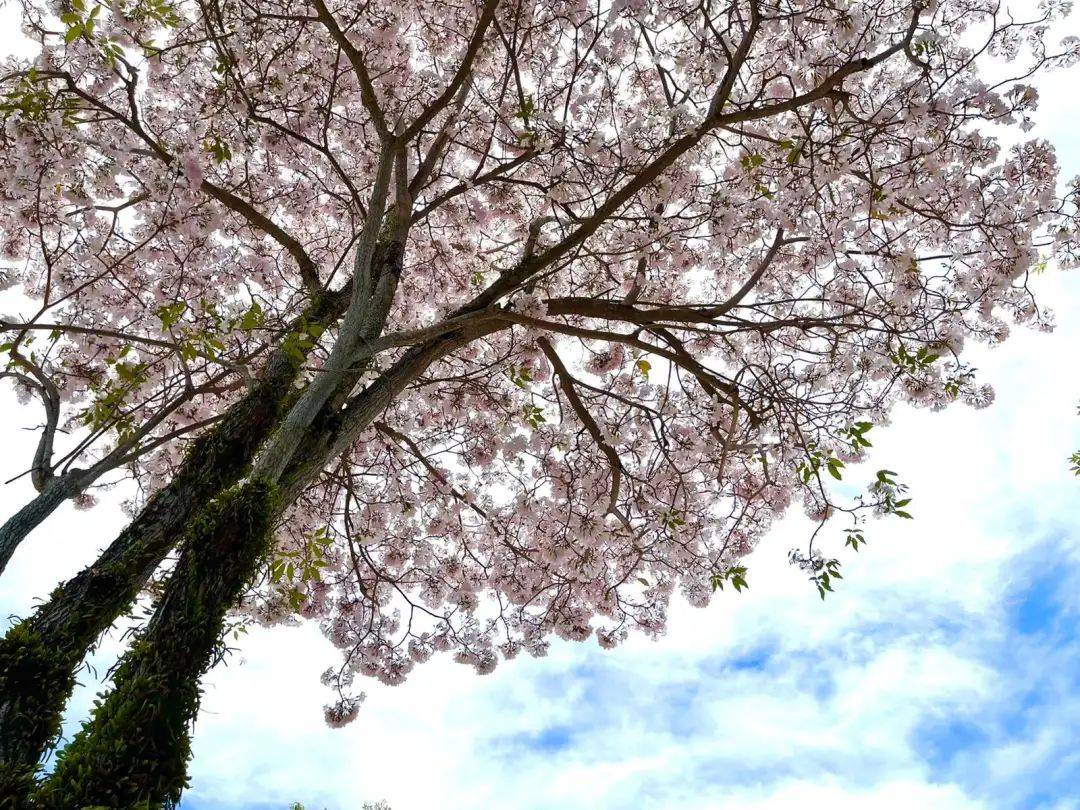 新加坡這些“櫻花公園”火了！$2起限定美食，別讓粉色季節白白溜走啦