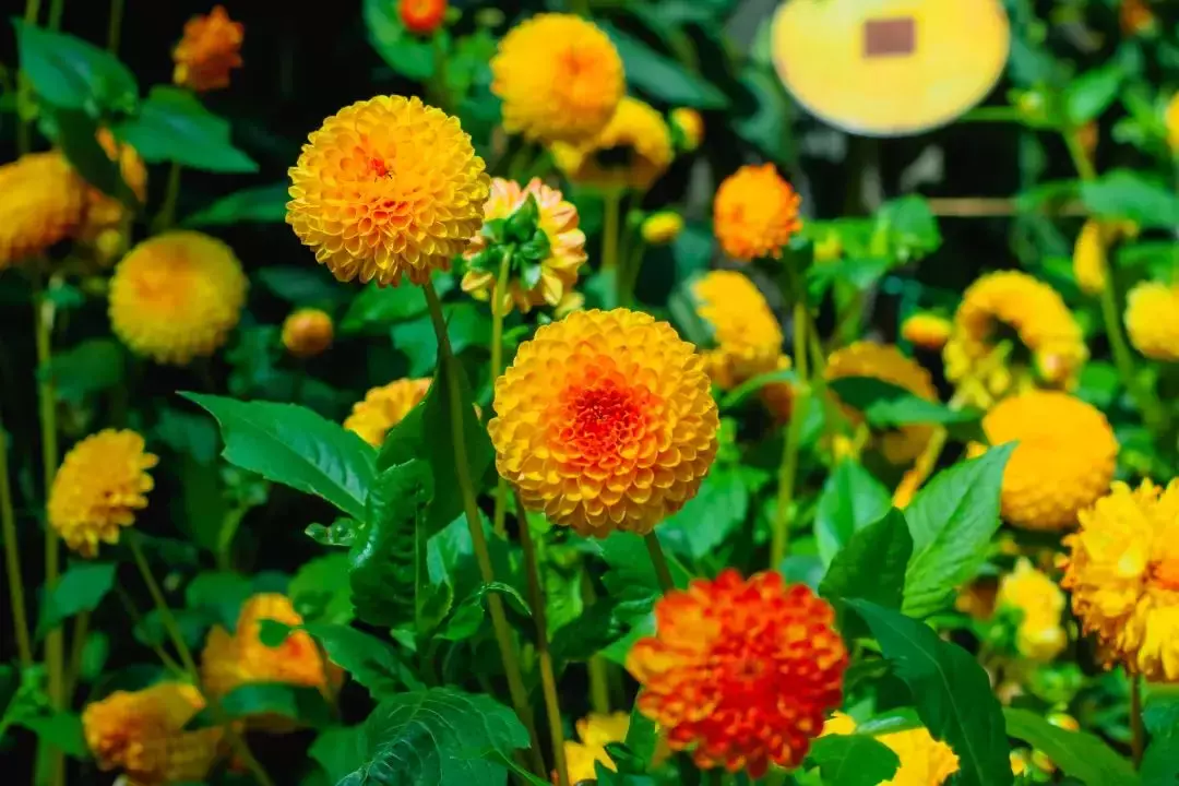 新加坡濱海灣花園新春花展“大麗花之夢”攜手“春到河畔”，熱鬧溫馨年味濃