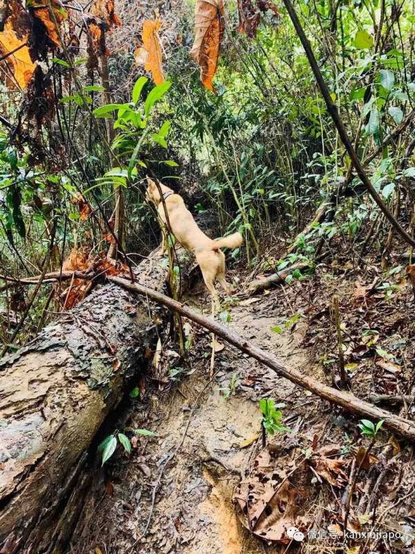 勇闯麦里芝被遗忘的神社,狂风暴雨下惊险求生