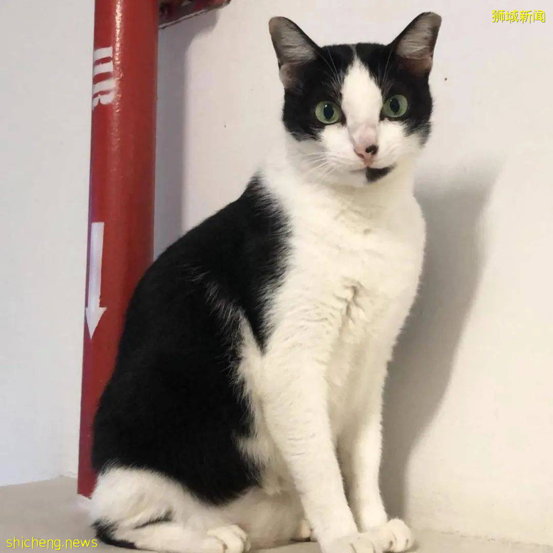 《神奇動物在哪裏之 NTU 篇》