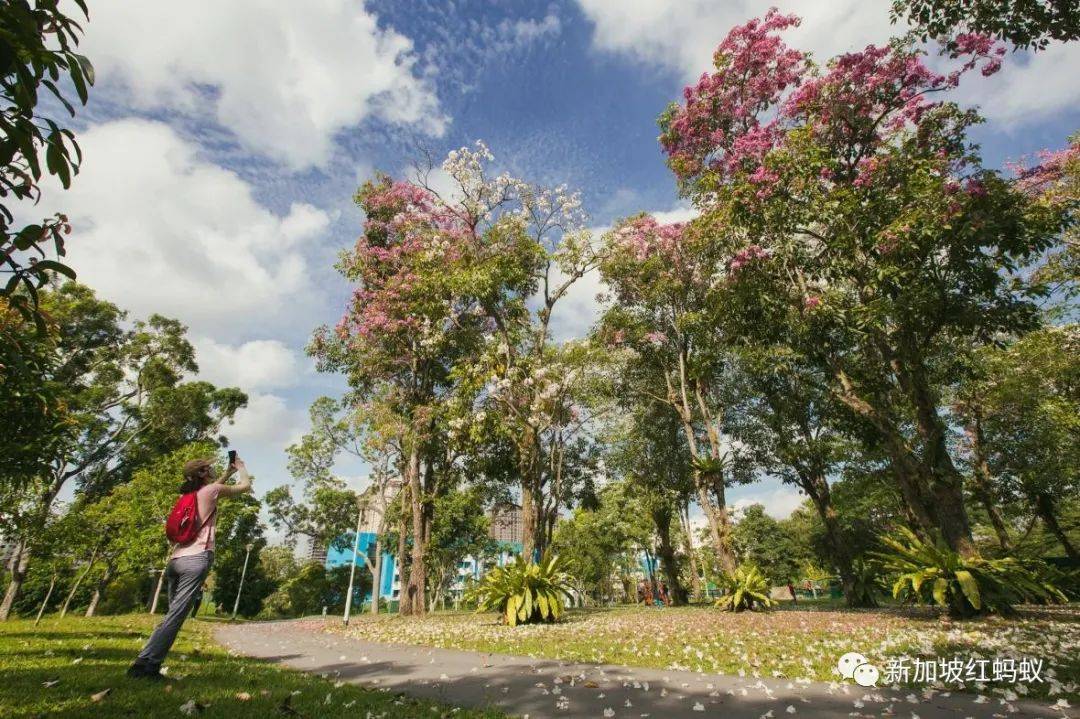 新加坡也有“櫻花”？看看當地領導們如何當起賞花向導