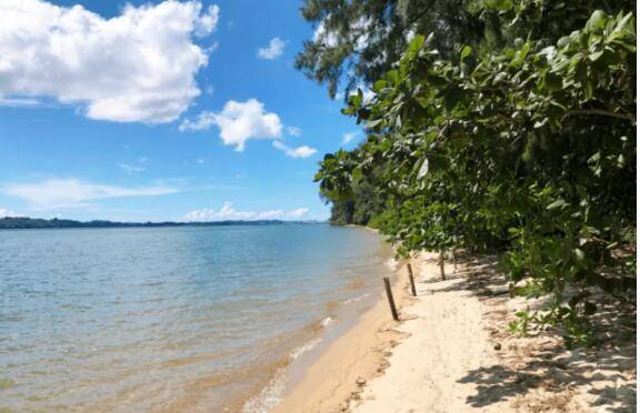 新加坡“徒步島”成“垃圾島”，小姐姐拍到垃圾堆中覓食的小蜥蜴