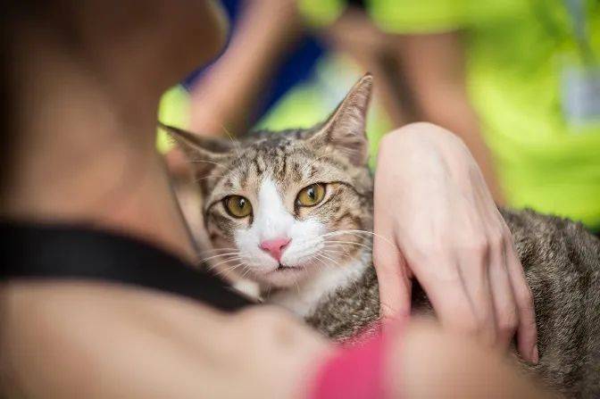 一狗難求！泰迪被炒到$11800新幣！新加坡這裏可以超便宜領養