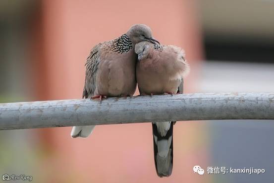 坡岛鸟儿花式秀恩爱,一起干了这碗狗粮