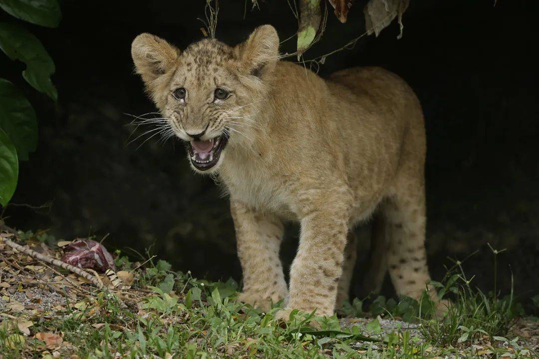 新加坡第一只通過輔助生殖技術誕生的非洲獅崽來啦