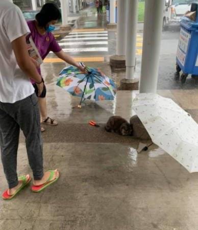居民为猫打伞挡雨 骑士指引蟒蛇避车碾死
