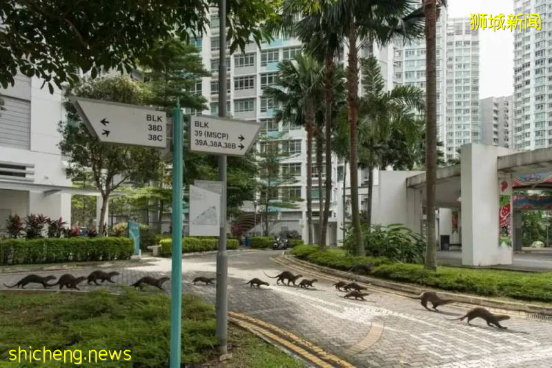 新加坡“網紅”動物--水獺引發民衆擔憂!