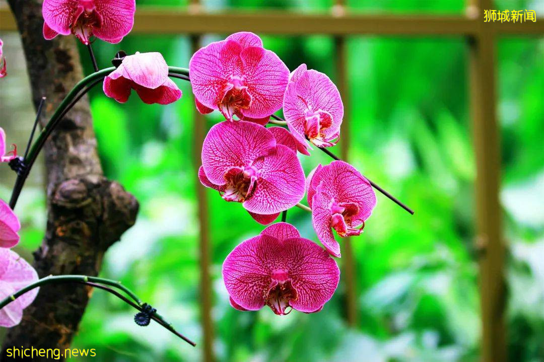 漫步獅城 花園城市體驗生態魅力