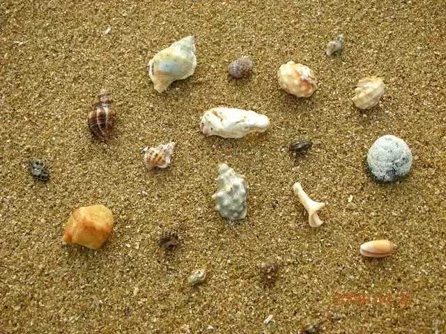 去赶海啦！新加坡海滩竟然也有寄居蟹、花蟹、龙虾、海星