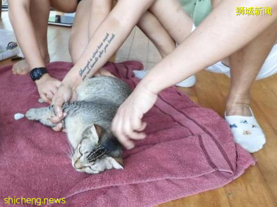 被虐猫狗“代言”罐头 · 学者倾注爱心换跑道