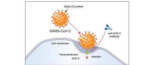 剑桥大学研究发现新冠病毒并非来自中国武汉，欧洲疫情或与新加坡有关