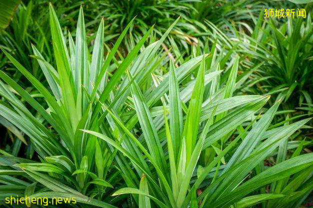 南洋味道丨班蘭葉下的美食!